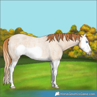 Horse Color:Red Dun Roan Splash Frame Rabicano 