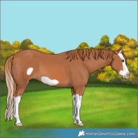 Horse Color:Chestnut Splash Frame 
