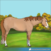 Horse Color:Red Dun Splash 
