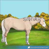 Horse Color:Silver Classic Champagne Dun Splash 