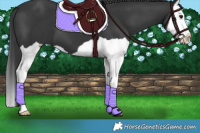 Horse Color:Black Splash