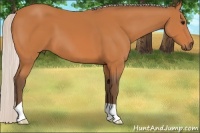 Horse Color:Silver Bay 