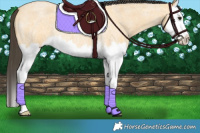 Horse Color:Buckskin Roan Splash 