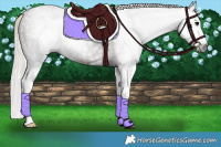 Horse Color:Gray Silver Smoky Black Splash 