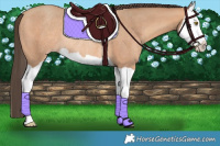Horse Color:Amber Champagne Splash Rabicano 