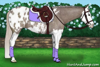 Horse Color:Silver Blue Roan Splash Appaloosa 