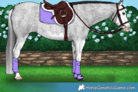 Horse Color:Smoky Blue Roan Splash 