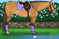 Horse Color:Buckskin 
