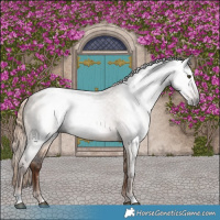Horse Color:Gray Liver Red Dun Roan 