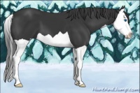 Horse Color:Black Splash