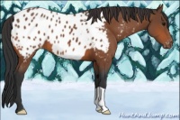 Horse Color:Bay Appaloosa 