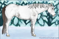 Horse Color:White Spotted Liver Chestnut Rabicano