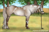 Horse Color:Gray White Spotted Liver Red Dun