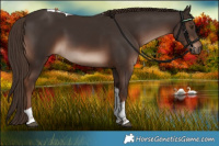Horse Color:Liver Chestnut Tobiano 