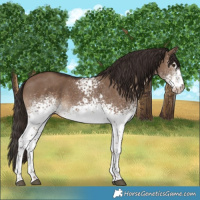 Horse Color:White Spotted Liver Red Dun 