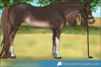 Horse Color:Liver Chestnut Tobiano Rabicano