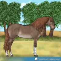 Horse Color:Liver Red Dun Tobiano 