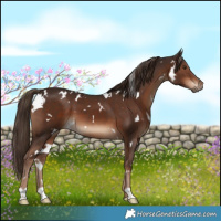 Horse Color:White Spotted Liver Chestnut 