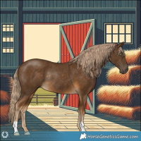 Horse Color:Chocolate Palomino Rabicano 