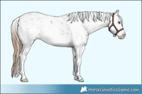 Horse Color:Chestnut Sabino Splash 