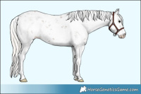 Horse Color:Silver Black Sabino Rabicano