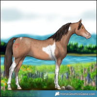 Horse Color:Amber Champagne Tobiano 