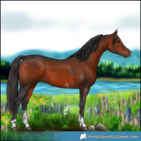 Horse Color:Bay Sabino Tobiano Rabicano 