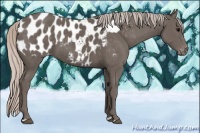Horse Color:Silver Black Appaloosa 