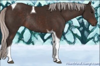 Horse Color:Silver Brown Tobiano Rabicano