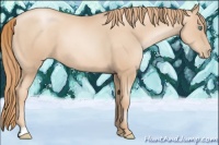 Horse Color:Gold Champagne Pearl