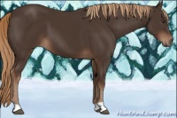 Horse Color:Liver Chestnut 