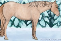 Horse Color:Gold Champagne Roan 