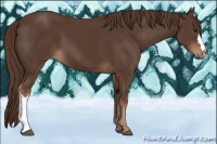 Horse Color:Liver Chestnut