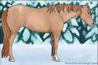 Horse Color:Gold Champagne 