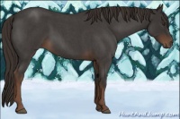 Horse Color:Liver Red Roan 