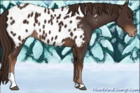 Horse Color:Liver Chestnut Tobiano Appaloosa Rabicano 
