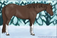 Horse Color:Liver Chestnut