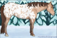Horse Color:Sable Champagne Roan Appaloosa