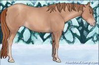 Horse Color:Gold Champagne Roan