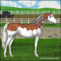 Horse Color:Silver Bay Splash 