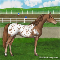 Horse Color:Chestnut Appaloosa 