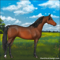 Horse Color:Brown 
