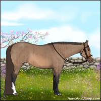 Horse Color:Brown Dun Varnish Brindle 
