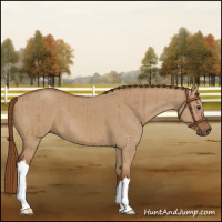 Horse Color:Red Dun Brindle 