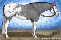 Horse Color:Blue Roan Splash Appaloosa 