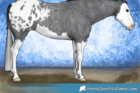 Horse Color:Blue Roan Splash Appaloosa 