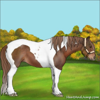 Horse Color:Liver Chestnut Tobiano 