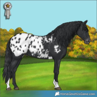 Horse Color:Black Tobiano Appaloosa 
