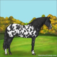Horse Color:Black Sabino Near Leopard 