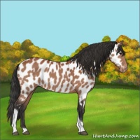 Horse Color:Bay Tobiano Appaloosa 